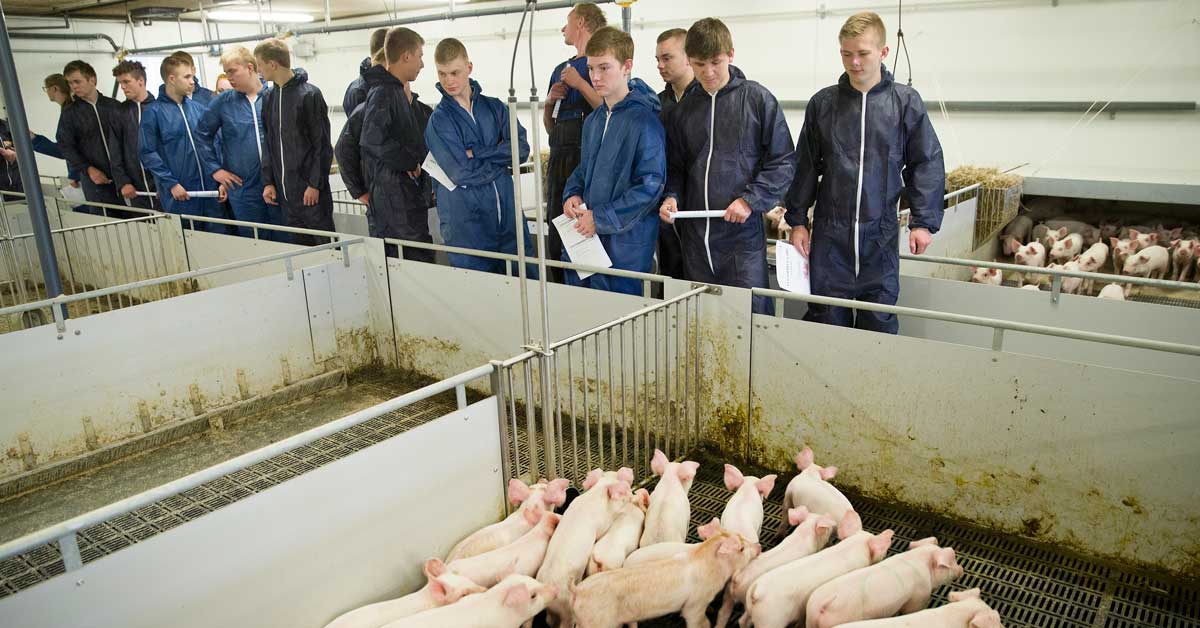 En gruppe unge landbrugsstuderende vises rundt i svinestald og kigger på pattegrise.
