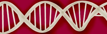 DNA streng
